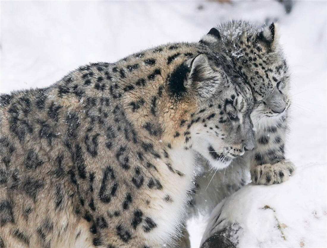 祁连暴熊队对阵西城雪豹队，跆拳道总决赛击败，细节决定成败——锋线火力回暖(2022年全国跆拳道冠军总决赛)