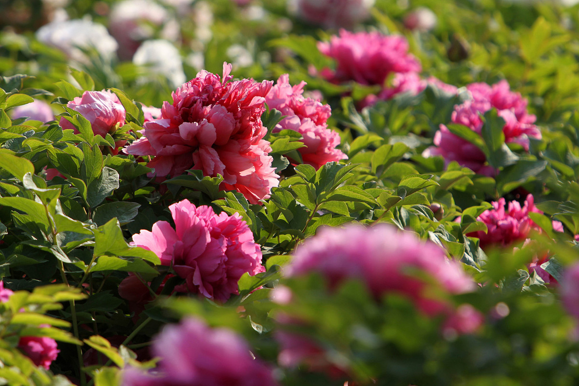  阿森纳vs波尔图第二回合 